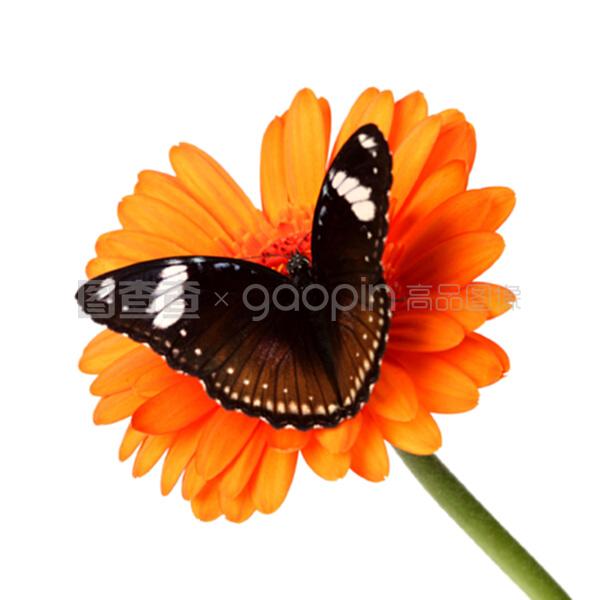 冰临险境 推荐视频