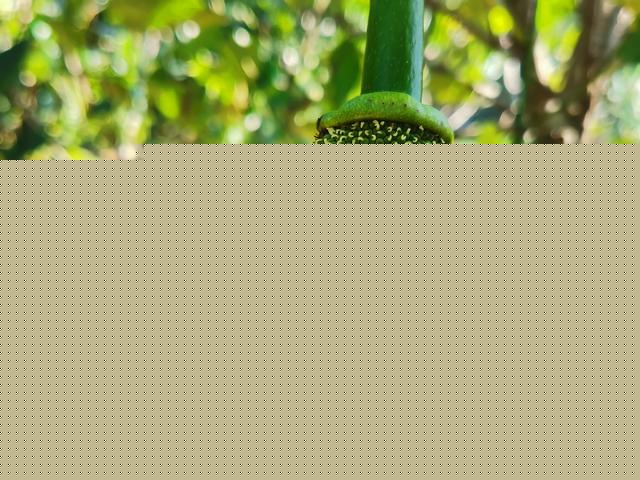 侏罗纪世界3（国语版） 推荐视频