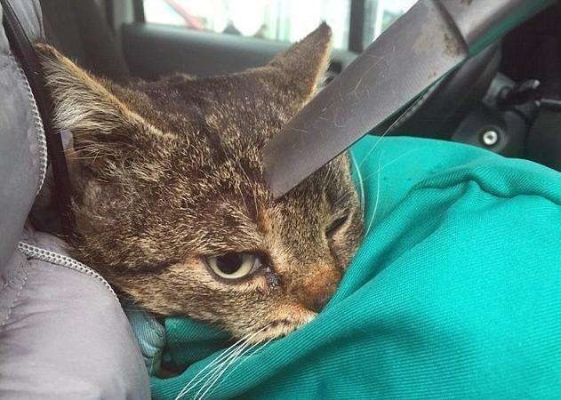 儿娃子 产品图片