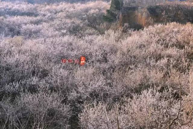 伍德肖克的偏执