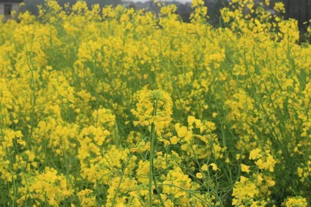 伟大的安巴逊 推荐视频