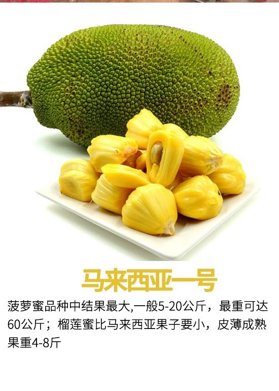 但丁之手 视频主图