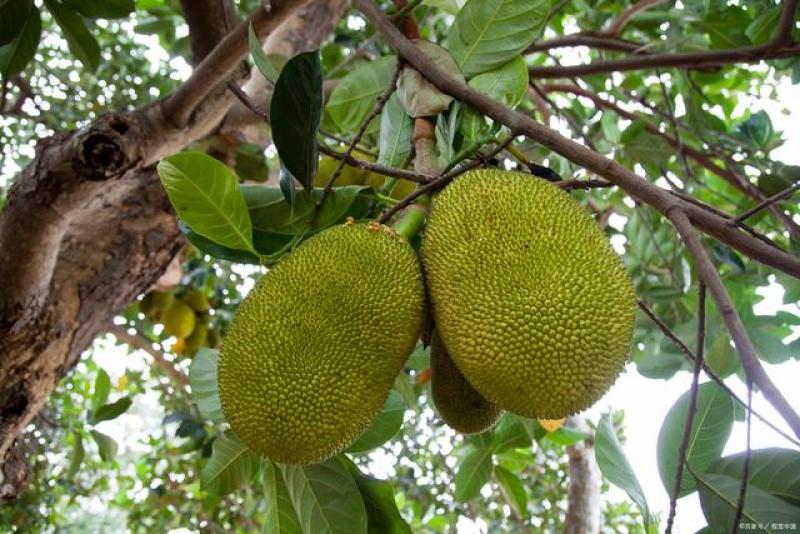 偷渡者 产品图片