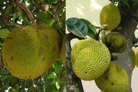 僵尸儿童 推荐视频