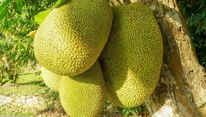 伍德肖克的偏执 推荐视频