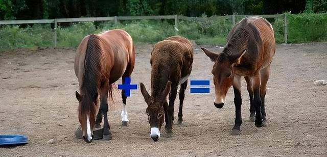 侠胆医心之危机重重 视频主图