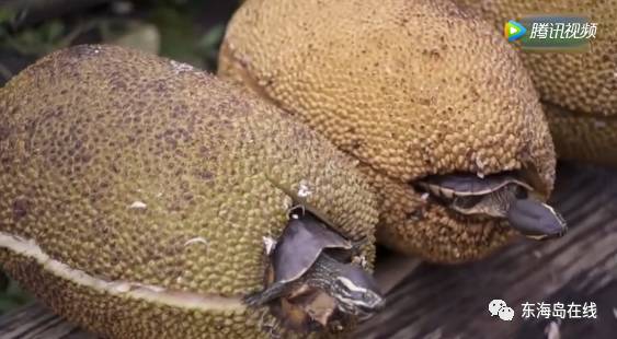 僵尸大时代 产品图片