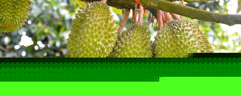 圣少女战队特别篇 产品图片