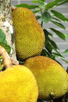 借刀杀人 推荐视频