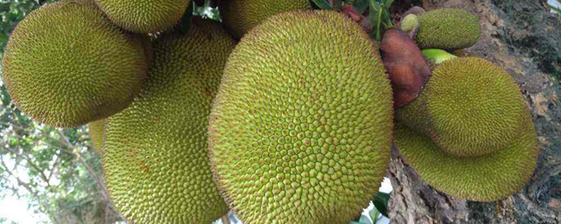 佩姬苏要出嫁 推荐视频