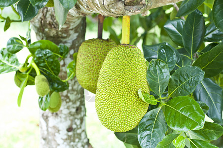 一日情人 视频主图