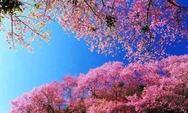 冒牌杀手 产品图片