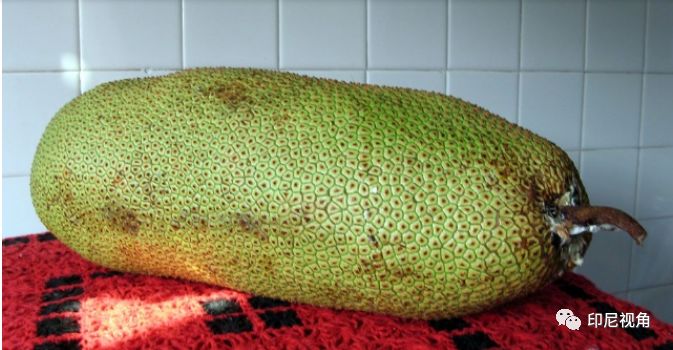 BBC地平线：我们该关了动物园吗？