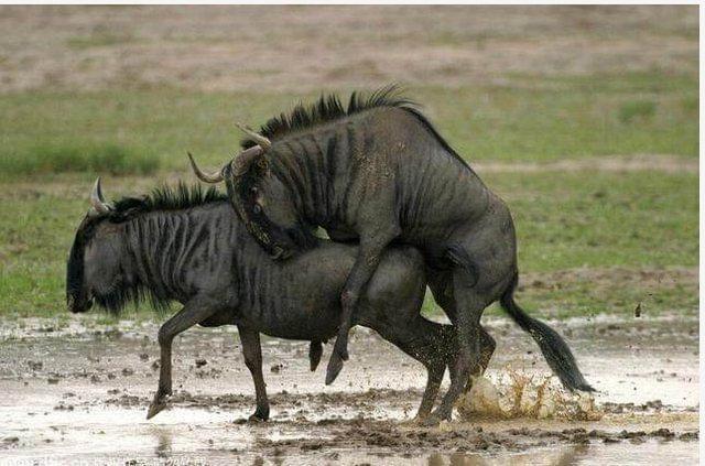 冲锋号 推荐视频