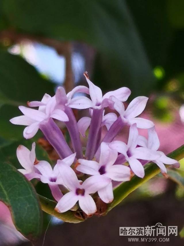 吸血鬼女王 推荐视频