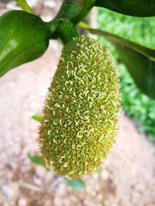 侠盗魅影 推荐视频